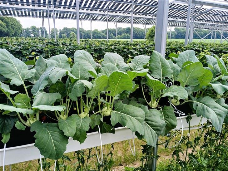 Agricultural Solar Panel Racking best