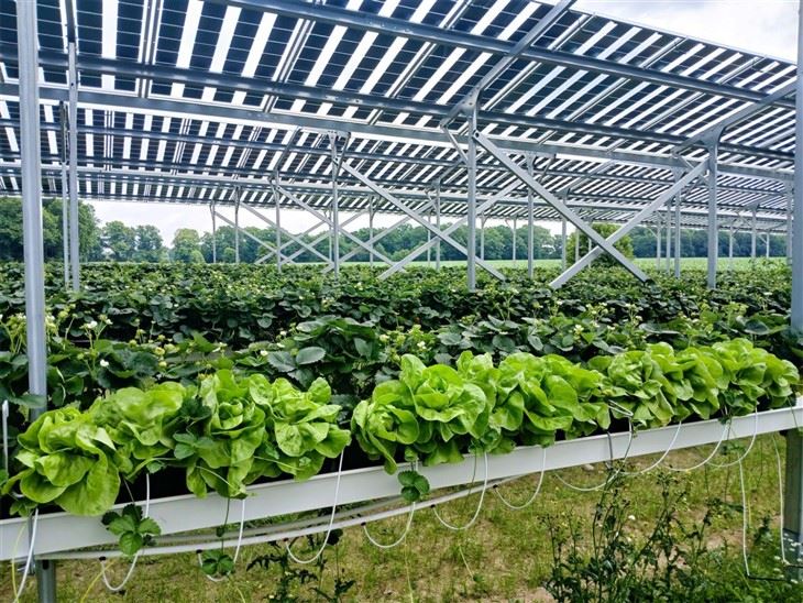 Agricultural Solar Panel Racking factory