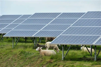 Agrivoltaics Maintain Or Enhance Forage Quality, Study Finds